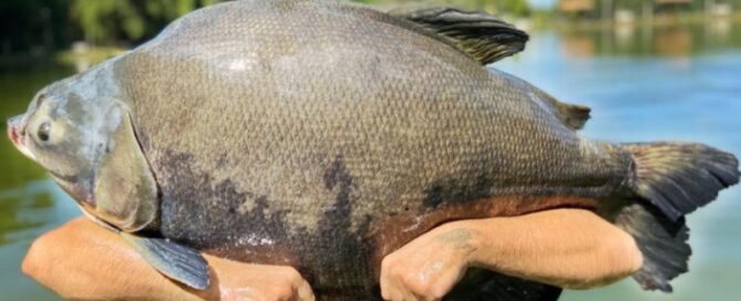 Tambacu - Criação em Cativeiro e Comercialização