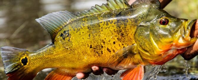 Tucunaré - Criação em Cativeiro e Comercialização