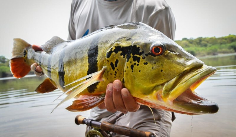 Tucunaré e a Pesca Esportiva