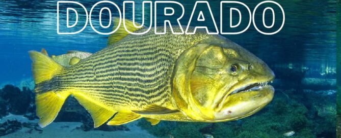 Peixe Dourado - Criação na Piscicultura e Comercialização