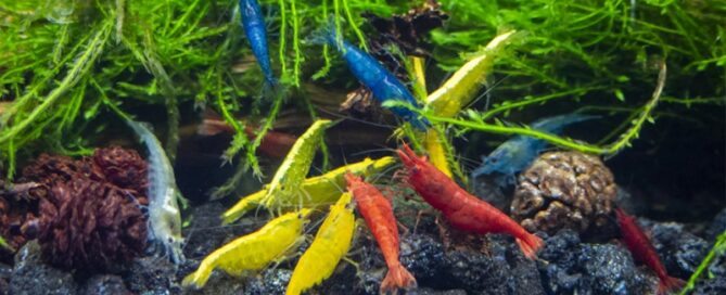 Aquários Paludários - Combinação de Habitats Aquáticos e Terrestres