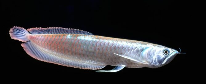 Aruanã - Características e Dicas de Criação