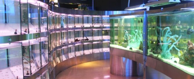 Como Avaliar a Saúde dos Peixes Ornamentais antes da Compra