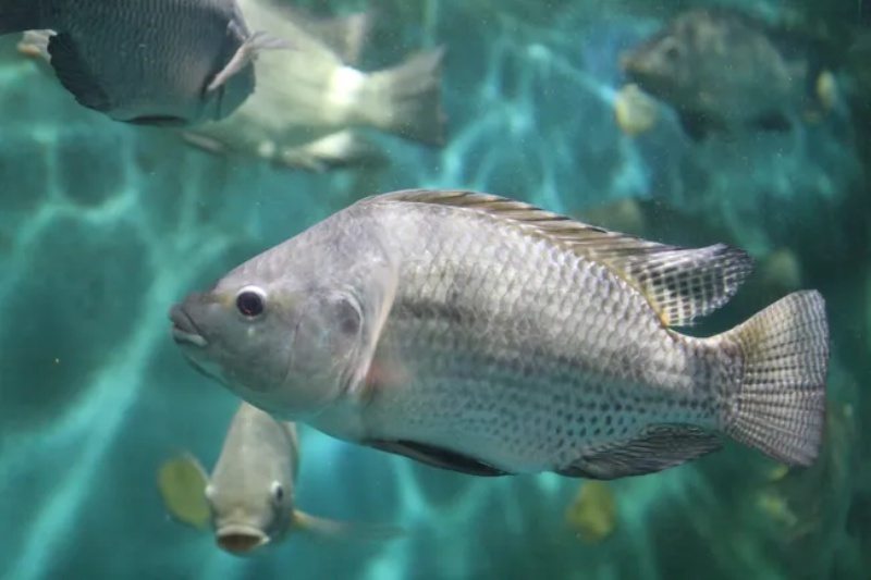 Como Funciona a Respiração dos Peixes