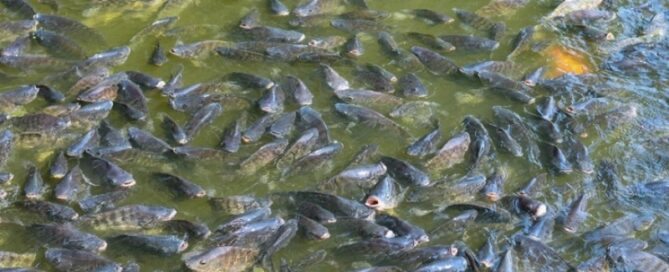 Como a Densidade Populacional Afeta os Peixes