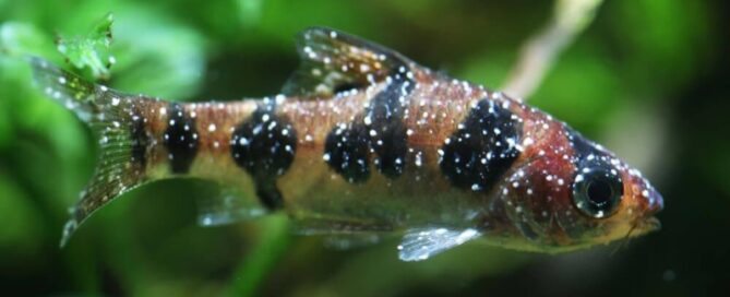 Doenças Comuns em Peixes Ornamentais - Como Reconhecer e Tratar