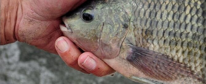 Fatores que Afetam o Metabolismo e Taxa de Crescimento dos Peixes