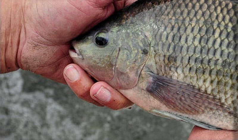 Fatores que Afetam o Metabolismo e Taxa de Crescimento dos Peixes