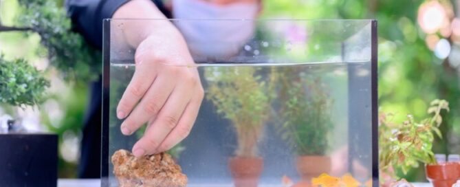 Manutenção Regular do Aquário