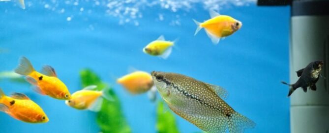 Nitrito e Nitrato - O que é e como Afetam os Peixes