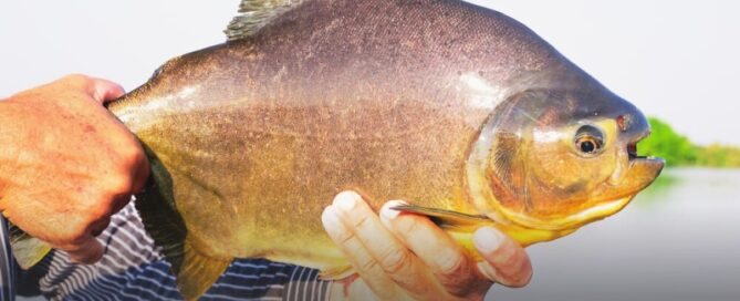 Pacu Borracha - Características e Dicas de Criação