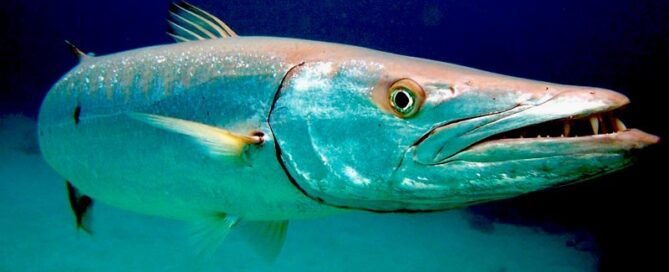 Peixe Barracuda - Características, Alimentação, Dicas de Criação