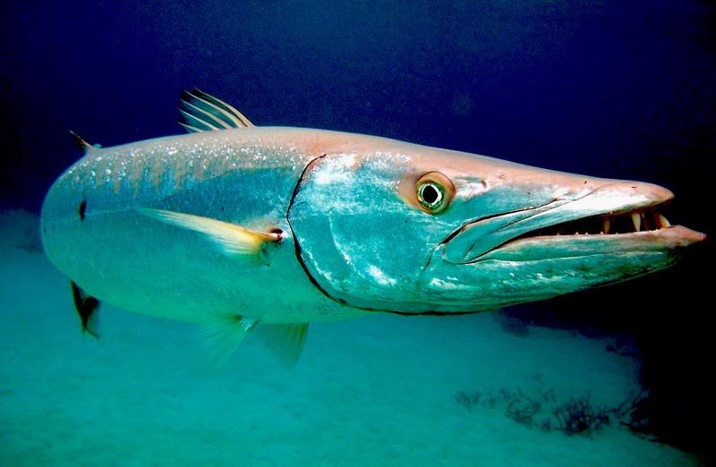 Peixe Barracuda - Características, Alimentação, Dicas de Criação
