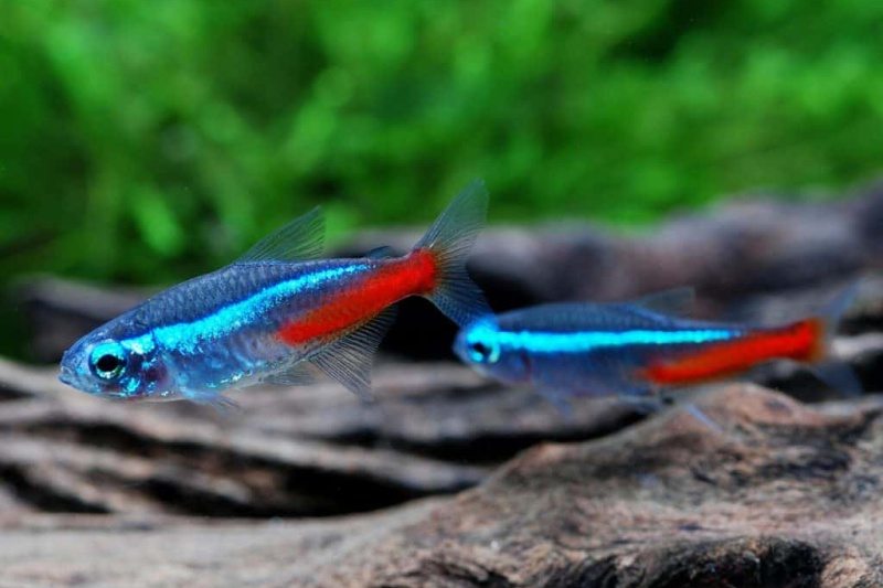 Peixes Neon - Características e Cuidados com a Espécie
