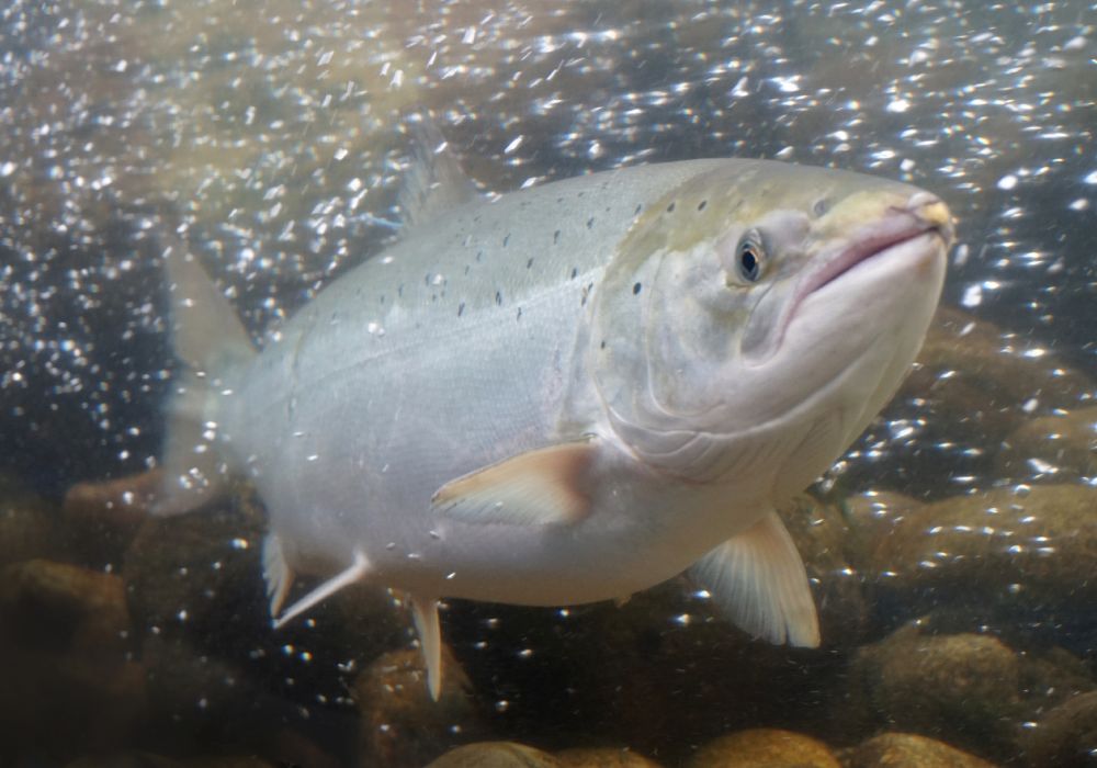 Quanto custará produzir cada quilo de peixe até a comercialização