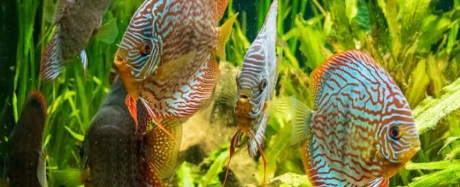 Temperatura da Água e como isso tem Impacto na Criação de Peixes