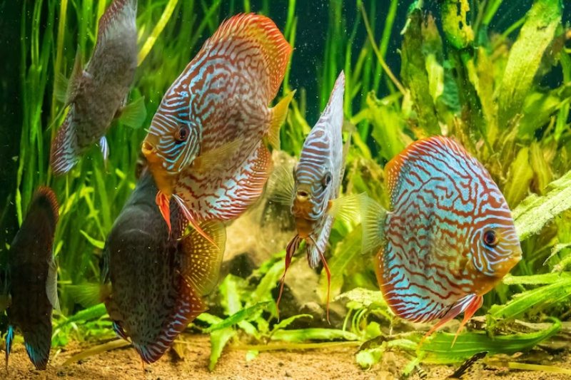 Temperatura da Água e como isso tem Impacto na Criação de Peixes