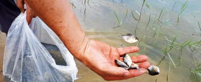 A Importância da Genética na Piscicultura