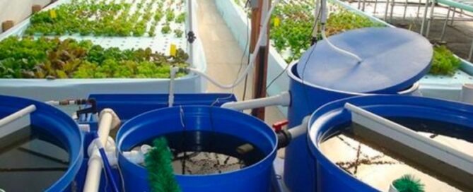 A Importância dos Microrganismos na Aquaponia