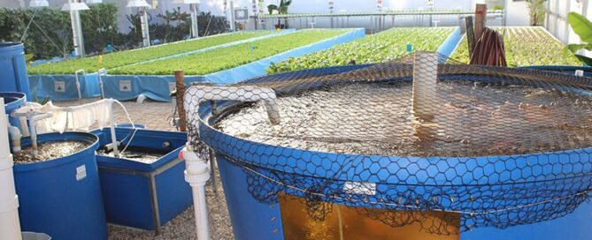 Aquaponia Comercial - Criação de Peixes com o Cultivo de Plantas