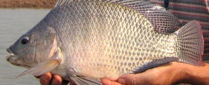 O que é Tilápia Tailandesa e Características da Espécie