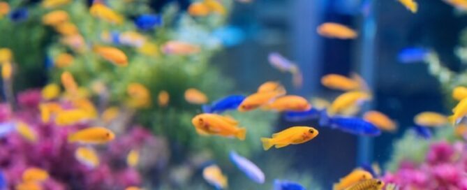 Criação de Peixes Ornamentais