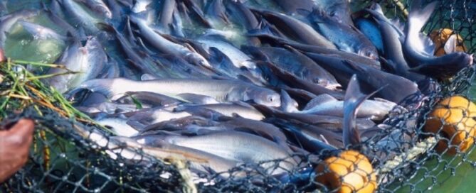 Mitos e Verdades sobre a Produção de Peixes
