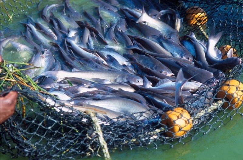 Mitos e Verdades sobre a Produção de Peixes