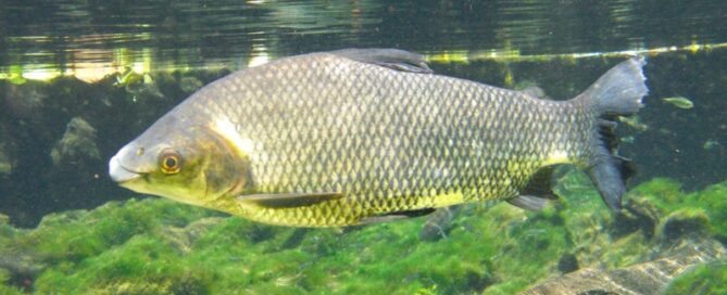 Peixe Curimatã, Criação, Características e Comercialização