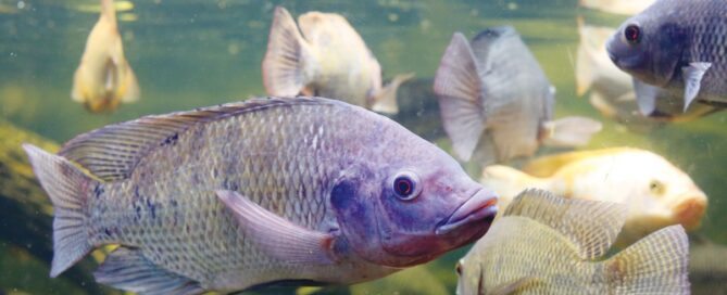 Piscicultura e Aquaponia - Integrando Sistemas para Lucro Duplo