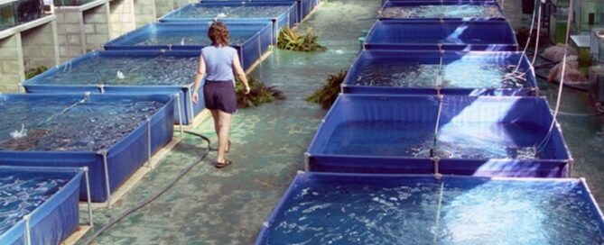 Piscicultura em Piscinas