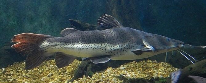 Cachapira - Curiosidades sobre um Peixe Brasileiro