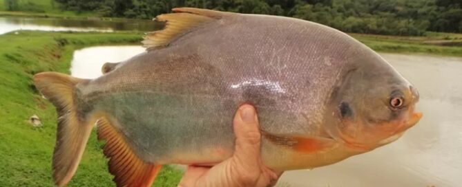 O que é o Peixe Tambatinga