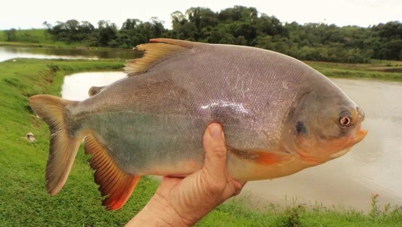 O que é o Peixe Tambatinga