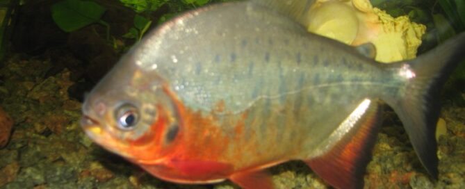 O que é o Pirapitinga e Dicas de Criação em Cativeiro