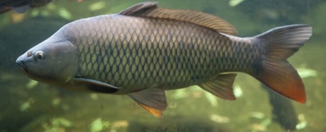 Os peixes Ciprinídeos - A maior família de Peixes de Água Doce do Mundo