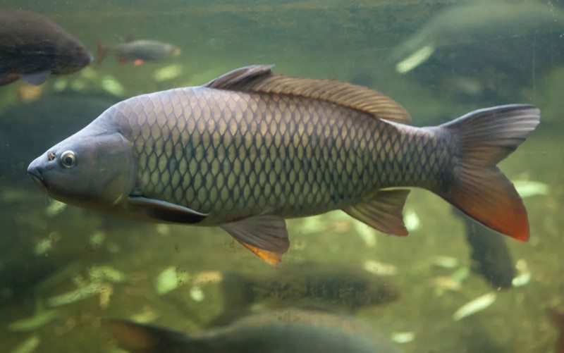 Os peixes Ciprinídeos - A maior família de Peixes de Água Doce do Mundo