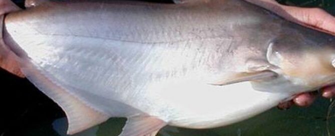 Peixe Panga - Características e Dicas de Criação