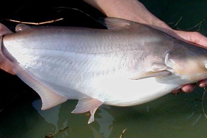 Peixe Panga - Características e Dicas de Criação