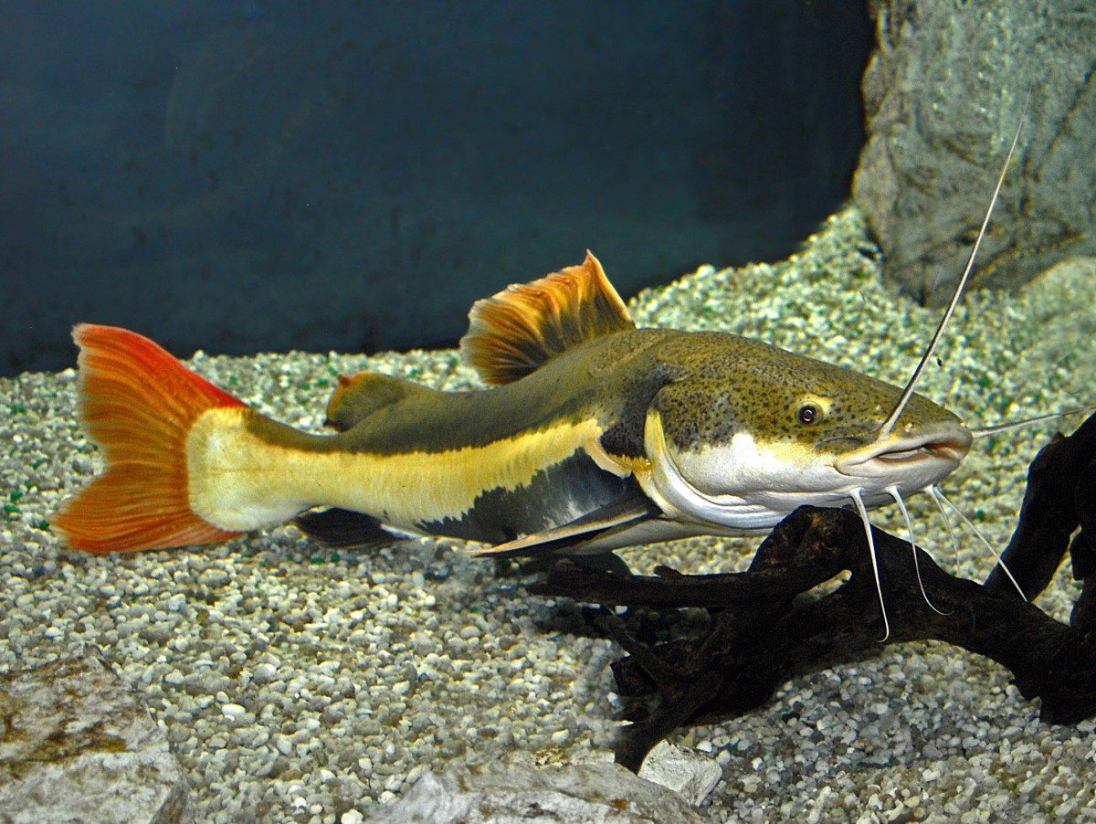 Peixe Pirarara - Características, Alimentação e Criação em Cativeiro