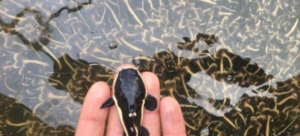 Criação de Pirarara com Alevinos Selecionados