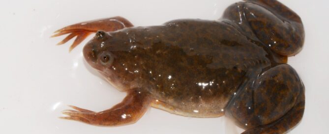Rã Xenopus - O que é e Criação como Animal de Estimação