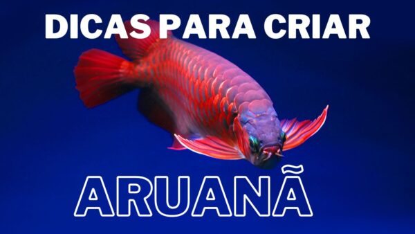 Aruanã - Características e Dicas de Criação - Aquaponia Urbana