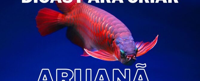 Como Criar Aruanã em Aquário Passo a Passo para Iniciantes