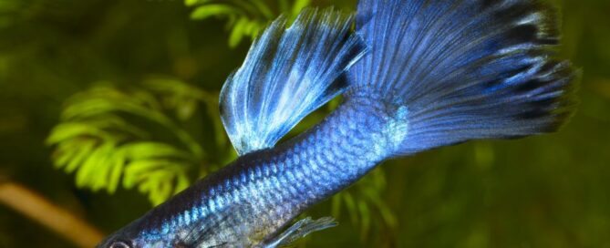 Lebiste (Guppy) o pequeno gigante dos aquários