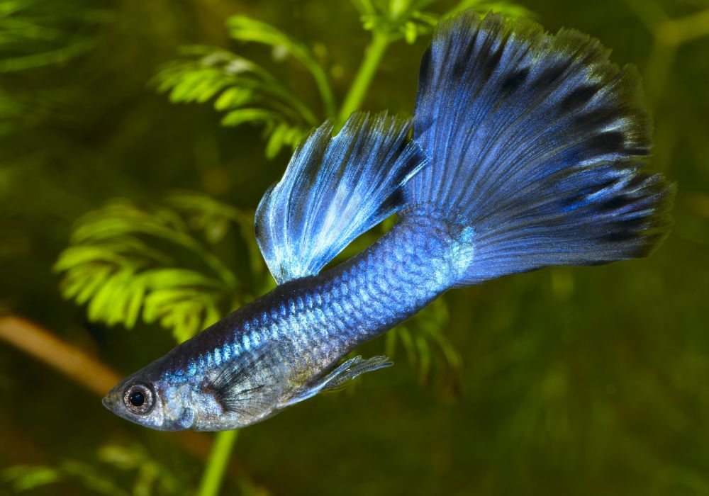 Lebiste (Guppy) o pequeno gigante dos aquários