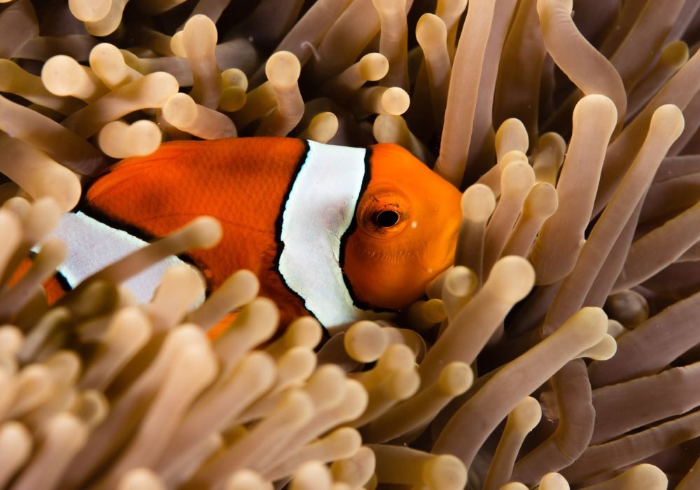 Diversidade de espécies e coloração do Peixe Palhaço