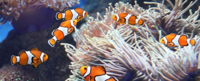 Peixe-Palhaço O Pequeno Morador dos Recifes que Encanta com Suas Surpresas