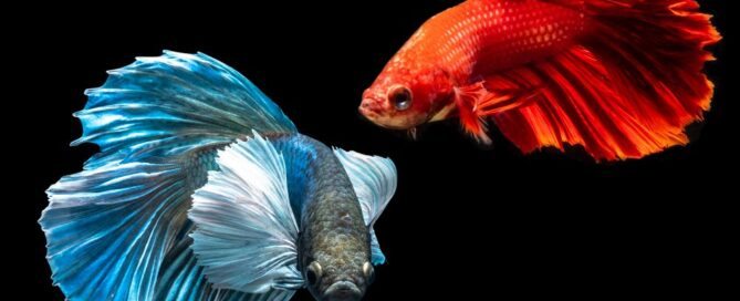 Betta Esse Peixe Pode Respirar Fora da Água