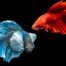 Betta Esse Peixe Pode Respirar Fora da Água